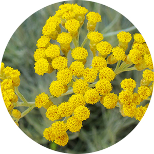 actif a l'immortelle