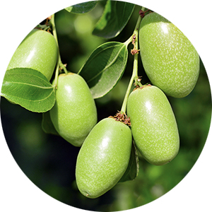 actif jojoba