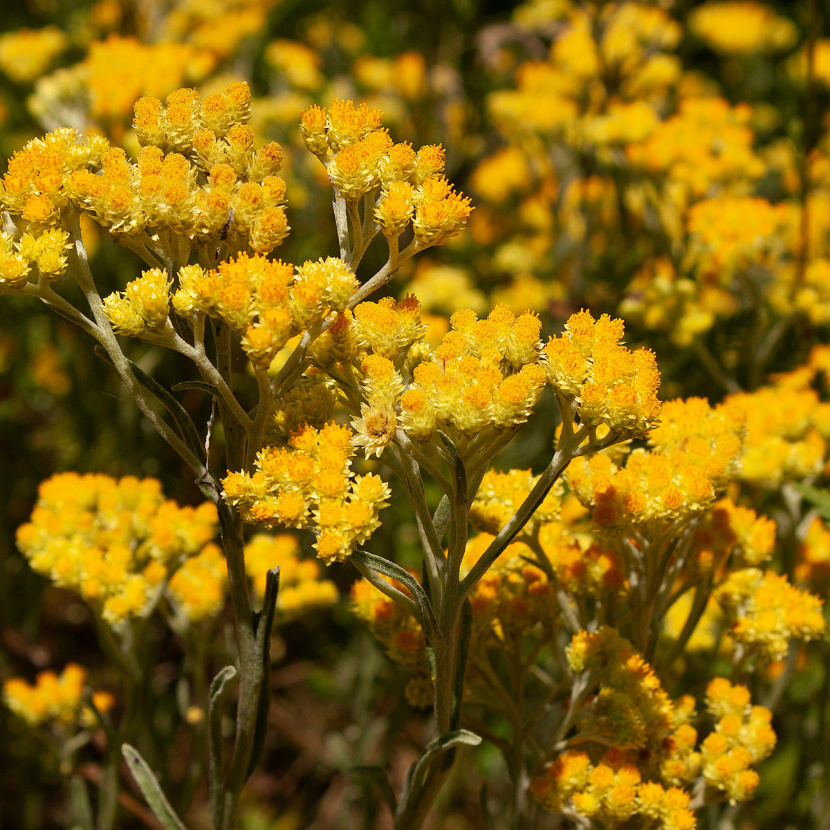 Galance fleur immortelle actif ingredient